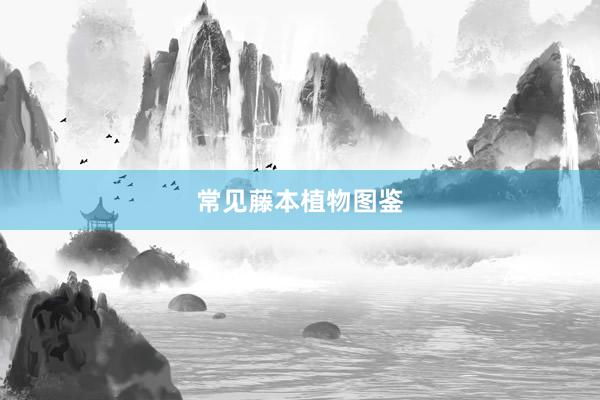 常见藤本植物图鉴
